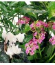 Florist's choice - Flowering Plants
